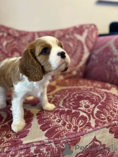 Фото №2 к объявлению №139946 о продаже беспородную - купить в США частное объявление