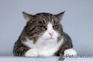 Дополнительные фото: Молодая кошачья семья ищет дом.