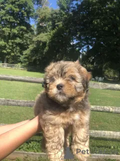 Фото №3. Симпатичные щенки apso apso.  Германия