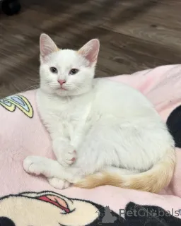 Фото №1. беспородная - купить в Мюнхене за 55660₽. Объявление №150626