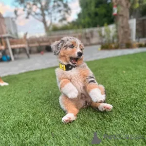 Дополнительные фото: Симпатичные щенки в наличии