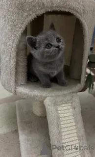 Фото №1. британская короткошёрстная - купить в Баденхайм за 46384₽. Объявление №164555