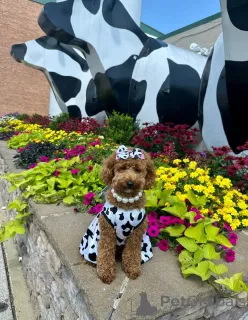 Фото №2 к объявлению №146067 о продаже пуделя (королевского) - купить в Австралии заводчик