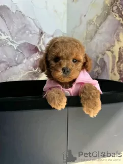 Дополнительные фото: Toilet trained vet Checked poodle toy