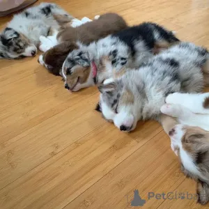 Фото №3. Симпатичные щенки в наличии.  Финляндия