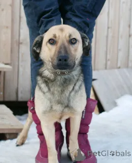 Фото №3. Семейный пёс небольшого размера.  Россия