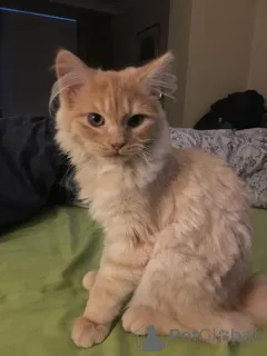 Фото №1. американская жесткошёрстная - купить в Айзлинген за 37107₽. Объявление №157797