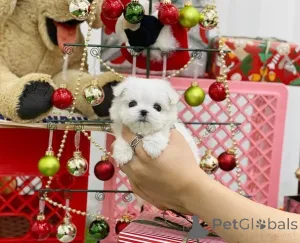 Фото №3. У нас трое прекрасных мальчиков и девочек, готовых переехать в новый дом. Мама.  Нидерланды