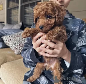 Дополнительные фото: Toy poodle. Premium puppies.