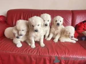 Фото №1. золотистый ретривер - купить в Берхкрог за договорная. Объявление №159996