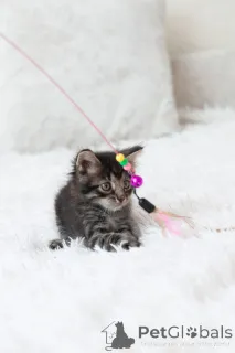 Дополнительные фото: Срочно ищут дом три малыша-солнышка.