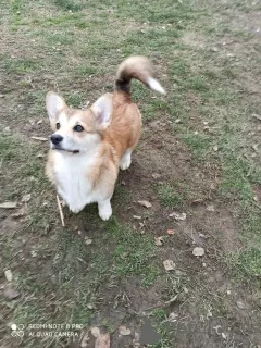 Фото №3. Corgi-Puppies для продажи..  Сербия