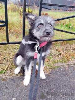 Фото №4. Продажа беспородную в Санкт-Петербурге частное объявление - цена Бесплатно