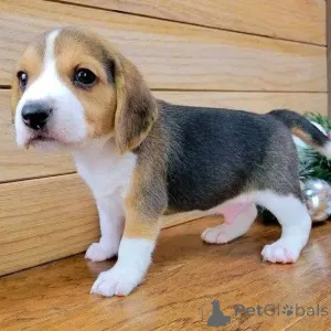 Фото №1.  - купить в Брентвуд за договорная. Объявление №161169