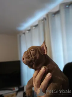 Дополнительные фото: Очаровательные щенки готовы растопить ваше сердце!