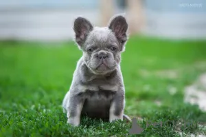 Дополнительные фото: Французкий бульдог мерле