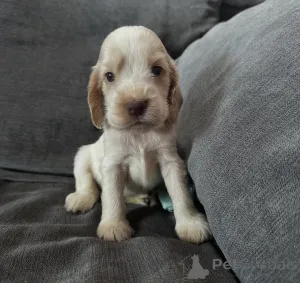 Фото №4. Продажа английского кокер-спаниеля в Варшаве заводчик - цена договорная