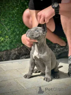 Фото №2 к объявлению №167856 о продаже кане-корсо - купить в Сербии 