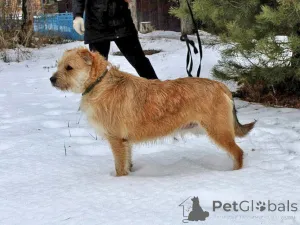 Дополнительные фото: Симпатичный бородатик Вульф всё ещё ждёт своего человека