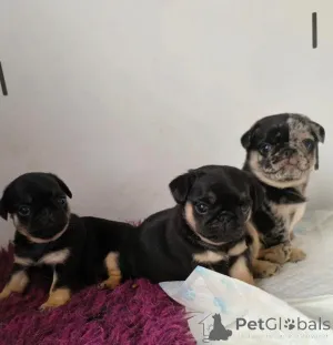 Дополнительные фото: Urocze szczenięta mopsa do adopcji