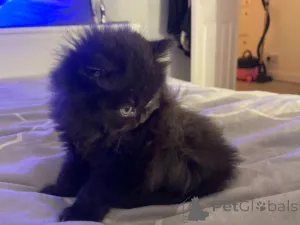 Фото №2 к объявлению №163472 о продаже британская длинношёрстная - купить в Австрии частное объявление, заводчик