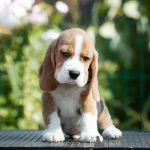 Фото №2 к объявлению №165222 о продаже бигля - купить в Румынии заводчик