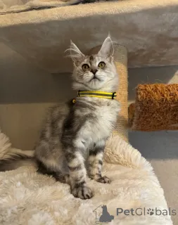 Дополнительные фото: Потрясающие девчонки и мальчики мейн-кунов ДОСТУПНЫ СЕЙЧАС