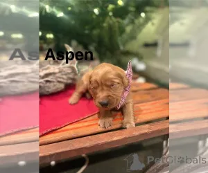 Фото №3. Продажа щенков золотистого ретривера.  Австралия