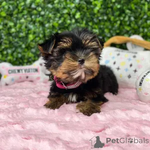 Дополнительные фото: Мини Йоркширского терьера щенков на продажу