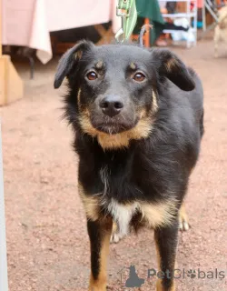 Дополнительные фото: Милая собака небольшого размера
