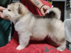 Дополнительные фото: Щенки аляскинского маламута