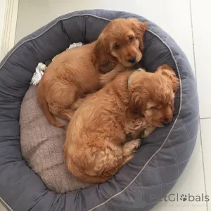 Дополнительные фото: Щенки кокер-спаниеля