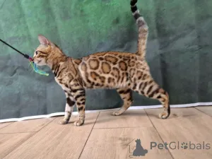 Фото №3. Бенгальская самка. Польша