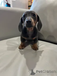 Дополнительные фото: Познакомьтесь с Чарли, умным щенком такси