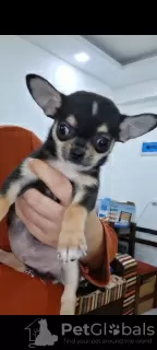 Дополнительные фото: Mini Chihuahuas