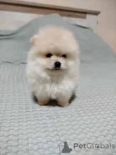 Фото №1. померанский шпиц - купить в Белграде за 46384₽. Объявление №156512