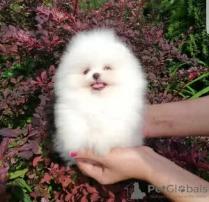 Фото №3. Male and female Pomeranian puppies.  Свазиленд