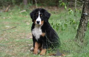 Фото №3. Puppies Bernky Zennenhund.  Украина
