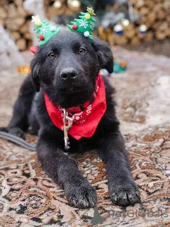 Дополнительные фото: Ищет дом очаровательный щенок-подросток Мишутка