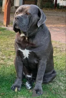 Фото №3. Щенки Cane corso доступны.  Германия