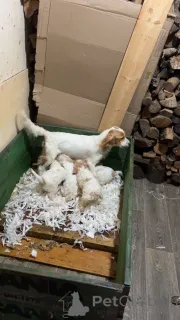 Фото №1. кинг-чарльз-спаниель - купить в Дебрекен за 55660₽. Объявление №157679