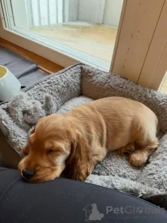 Фото №3. Щенки английского кокер-спаниеля отлично ладят с детьми!.  Франция