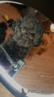 Фото №1. пудель (той) - купить в Мюнхене за 31541₽. Объявление №158885