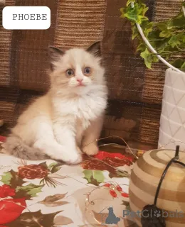 Фото №3. Ragdoll Kitten. Германия