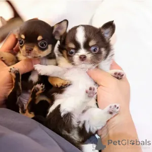 Фото №2 к объявлению №167173 о продаже беспородную - купить в США заводчик