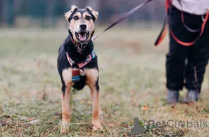 Дополнительные фото: Очаровательная Молли ищет дом