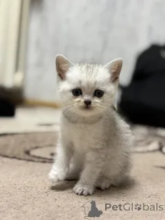 Дополнительные фото: Продам шотландского котенка