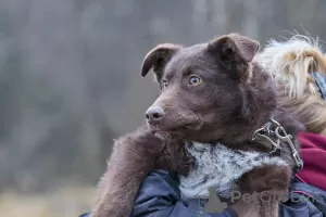 Дополнительные фото: Лили ищет дом и любящую семью.