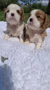 Дополнительные фото: Чистокровные щенки Кавалер-Кинг-Чарльз-Спаниель.