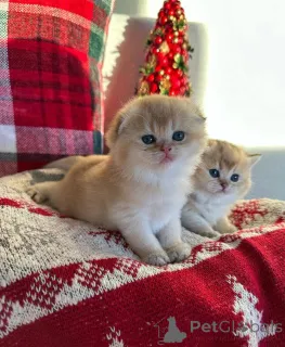 Фото №3. Она мягкая, кругленькая, сварливая... один из моих новых малышей! Она. Россия